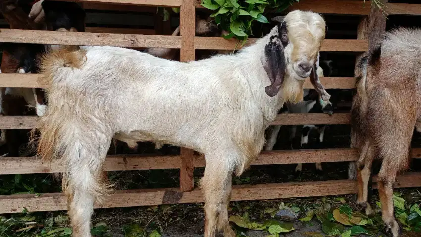 Jual kambing domba aqiqah, hidup, potong cacah, paket aqiqah, dll.