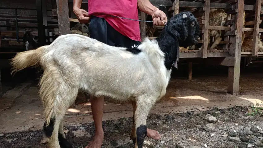 Jual kambing domba aqiqah, paket aqiqah, kambing hidup / potong cacah