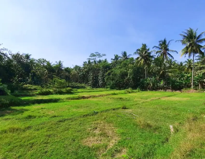 Tanah di Nanggulan Dekat Exit Tol Sentolo 900 Rb/M2