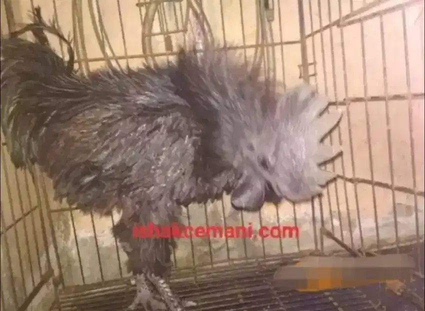 Ayam Cemani Walik Jantan Dewasa Untuk Acara Adat