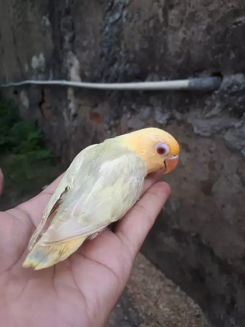 Lovebird mata merah lolohan jinak