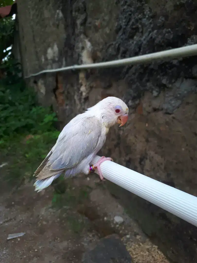 Lovebird mata merah anakan.