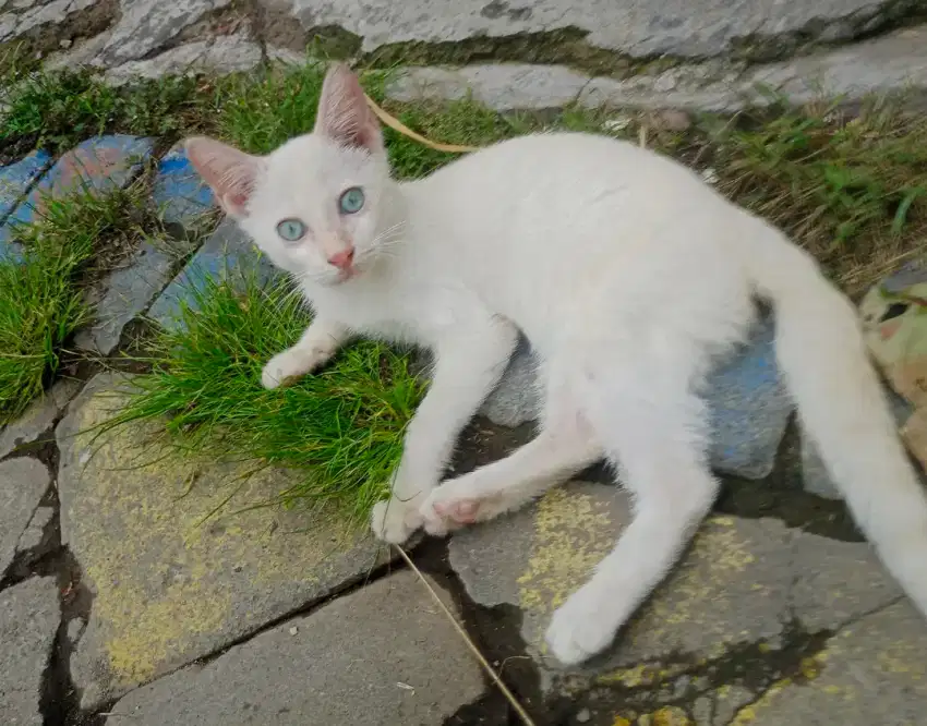 Kucing Himalaya jantan umur 3 bulan