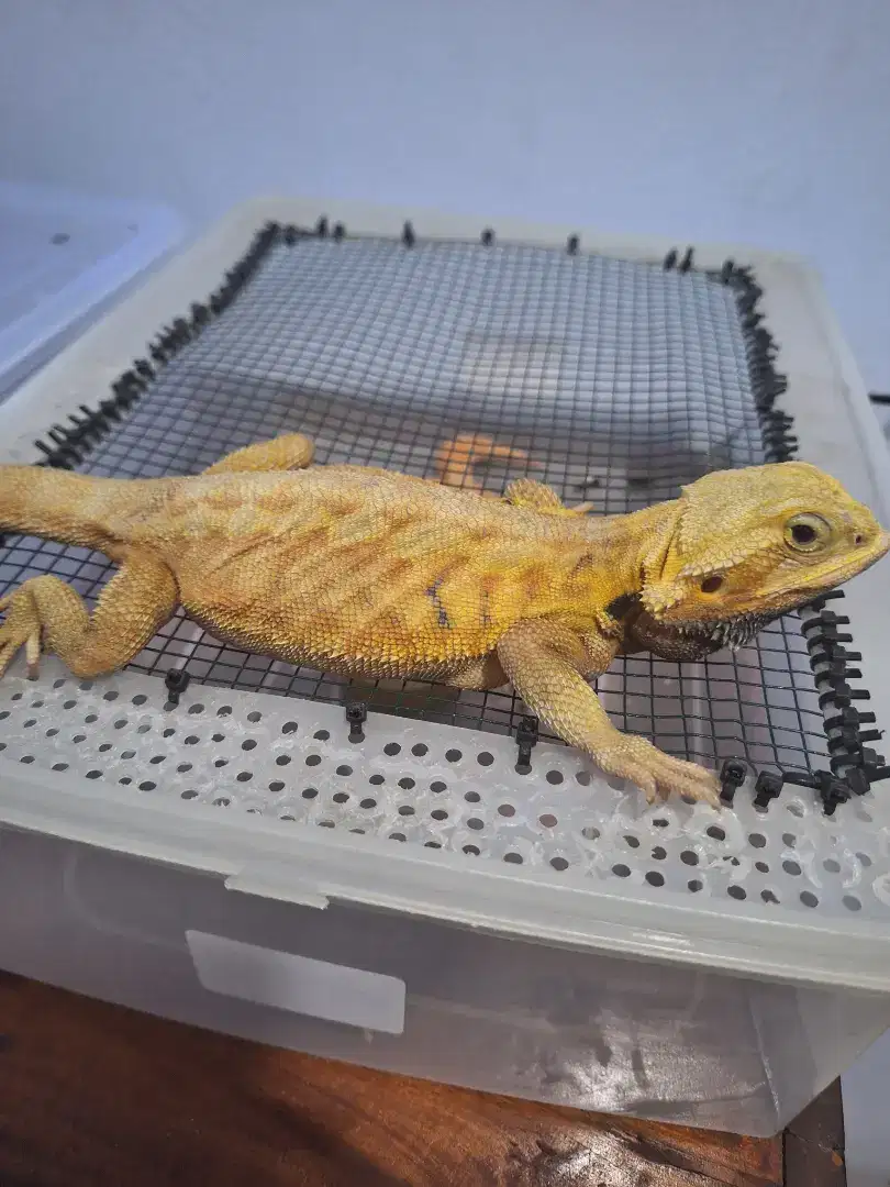 Di jual breaded dragon dan gecko