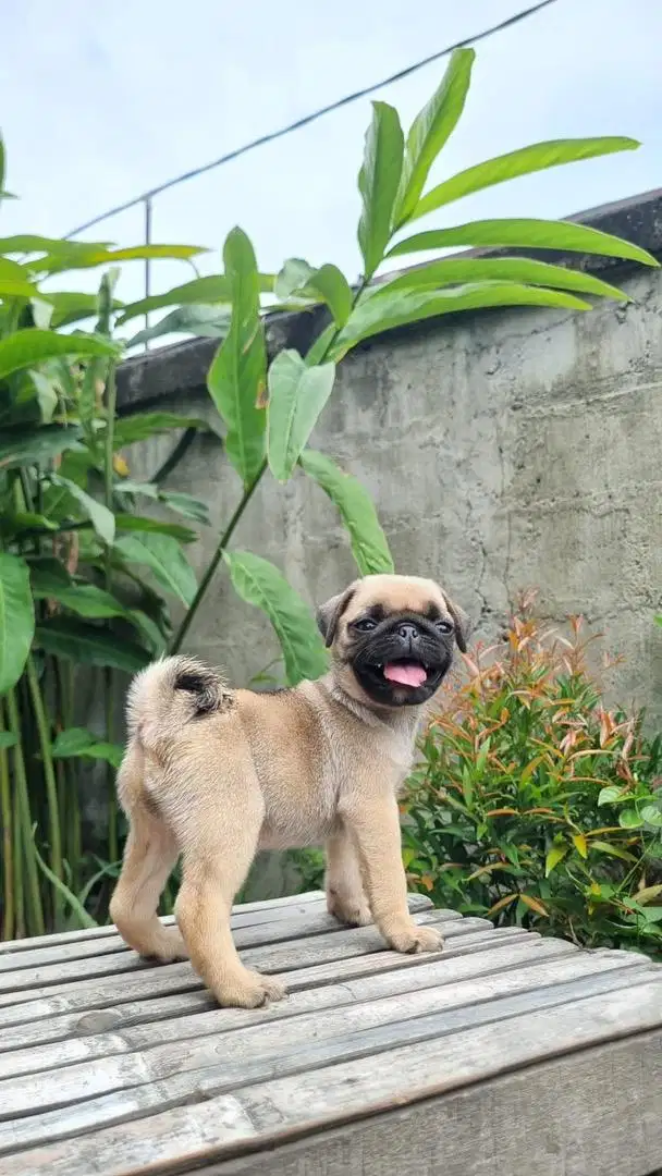 PUG BETINA NON STAMBUM