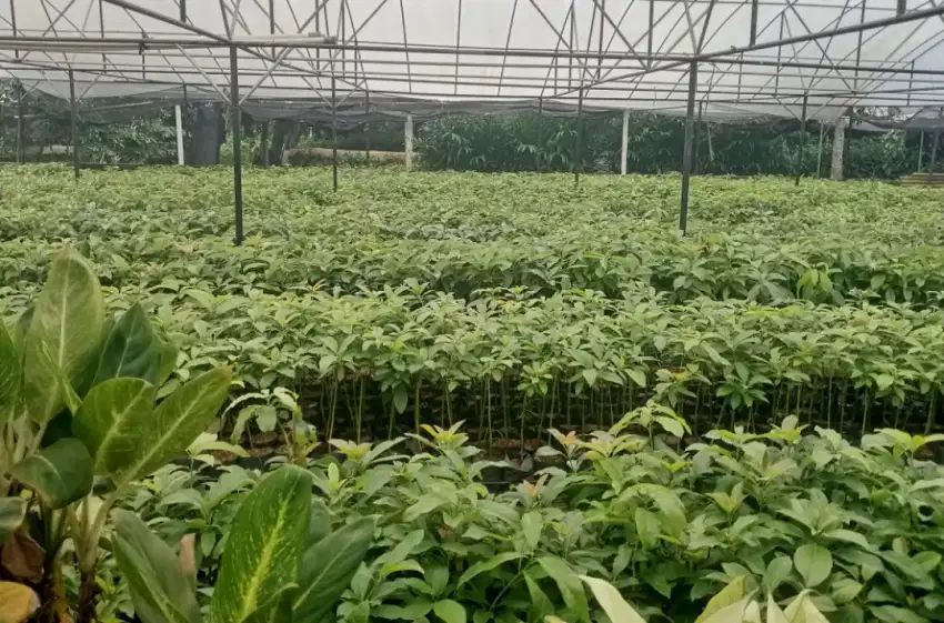 Bibit alpukat nota bansos ready 500 btg siap kirim area Lampung