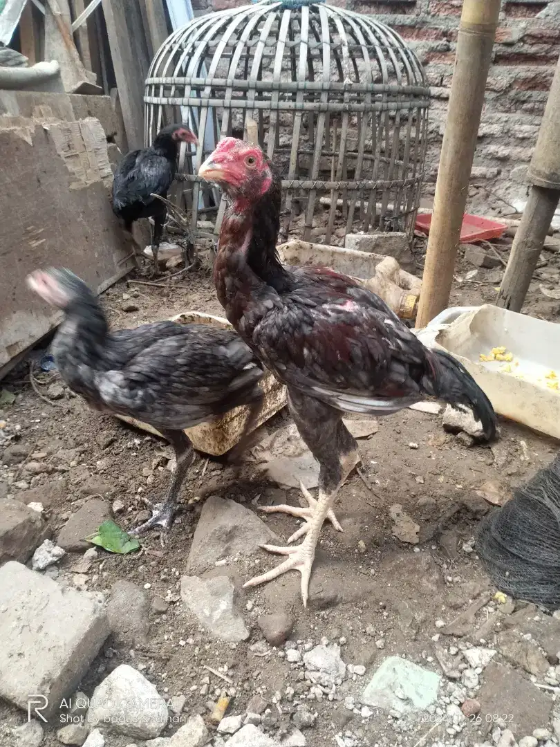 Jual ayam Bangkok 100 rb umur 3 sampai 4 bulan