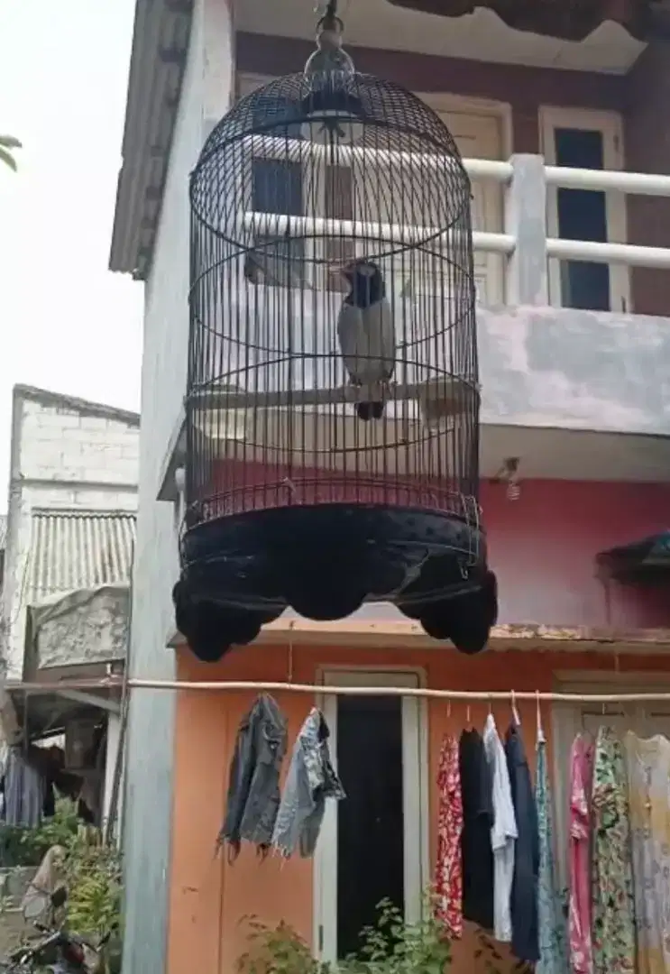 Burung jalak suren gacor