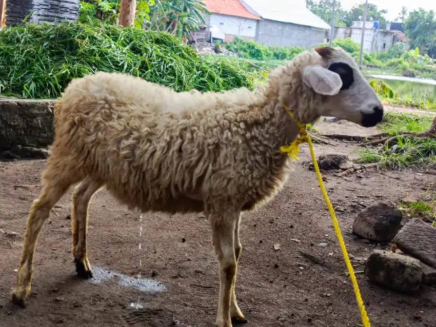 Domba jantan putih tanduk