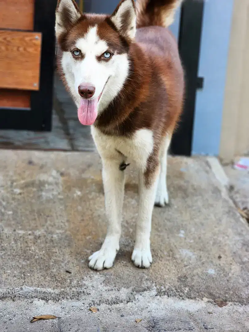 Anjing Siberian Husky