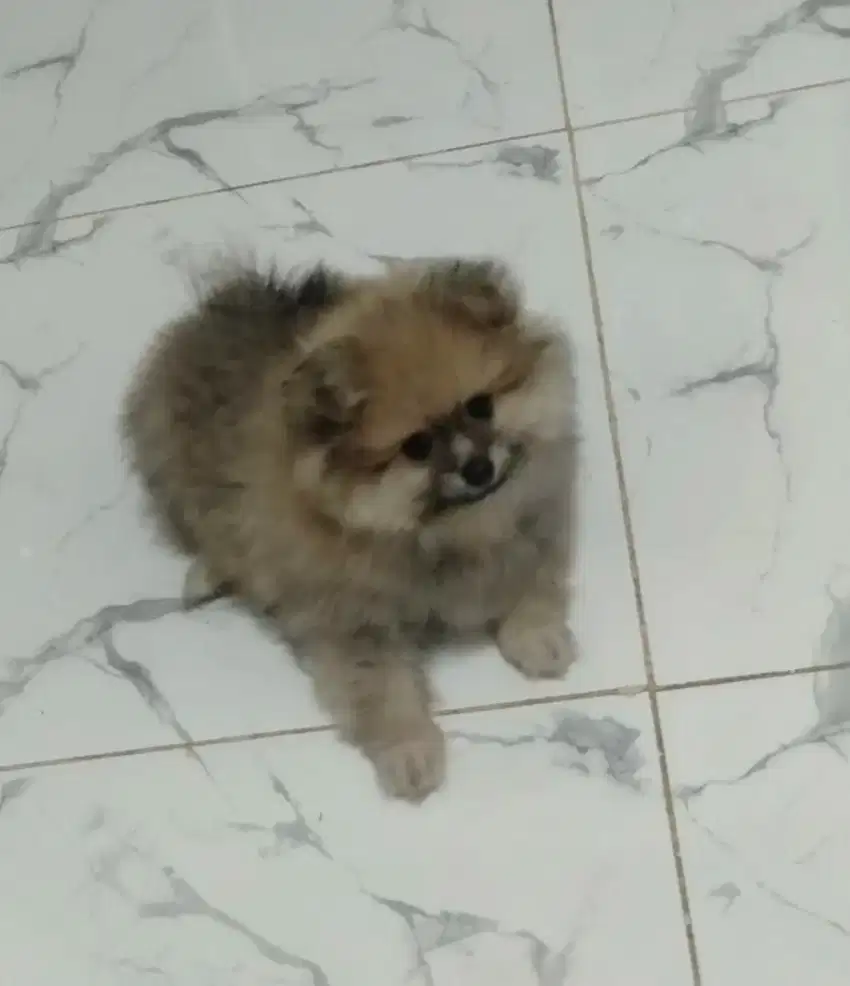 Jual Anjing Minipom Jantan 2 Bulan