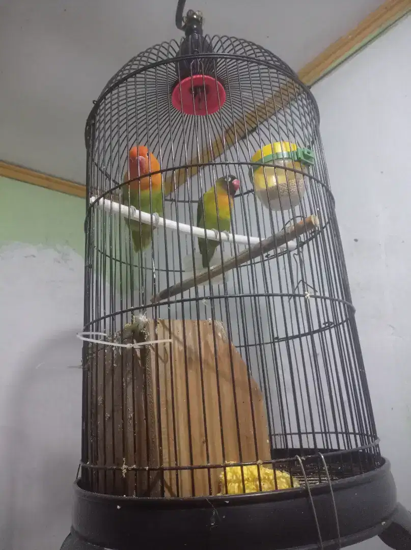 Lovebird biola dan dakocan