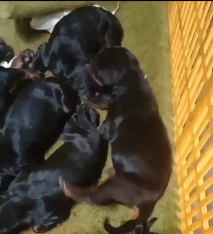 Doberman puppies