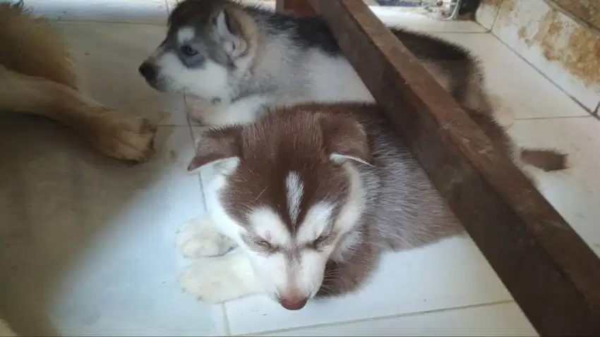 2 puppy husky jantan 1,5 bulan