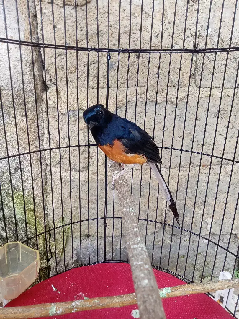 Burung murai batu