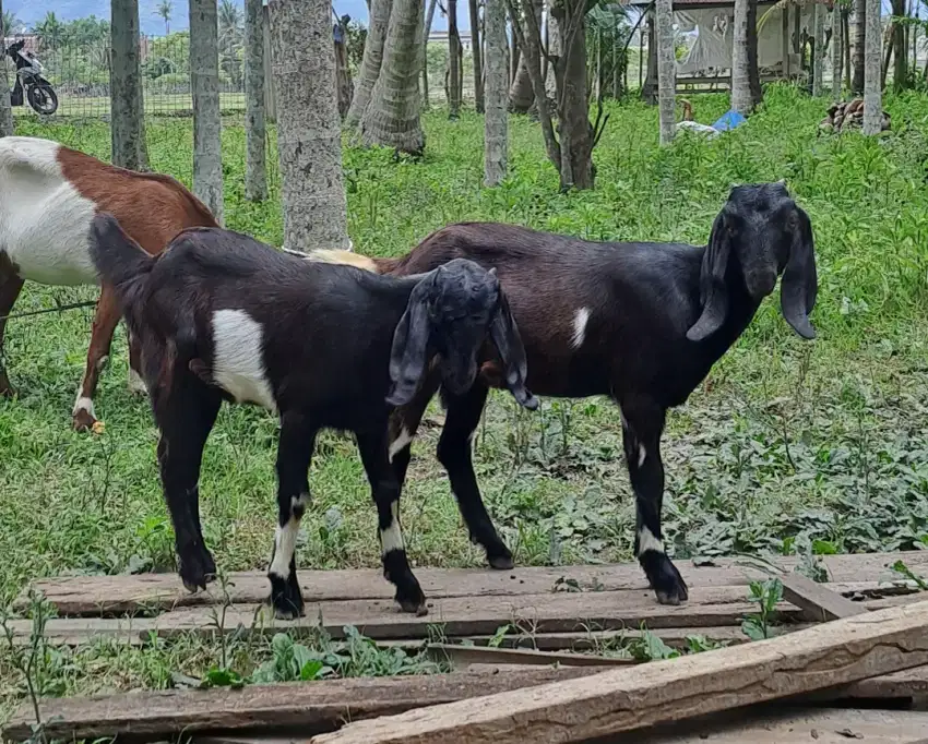 2 ekor kambing dere hitam manis trah boer