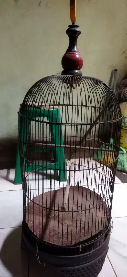 Kandang burung kapsul lovebird