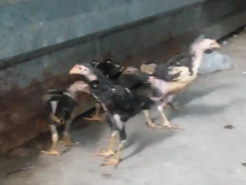 Ayam Bangkok Anak