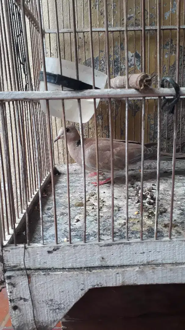 Dijual Burung Puter cuhu jantan