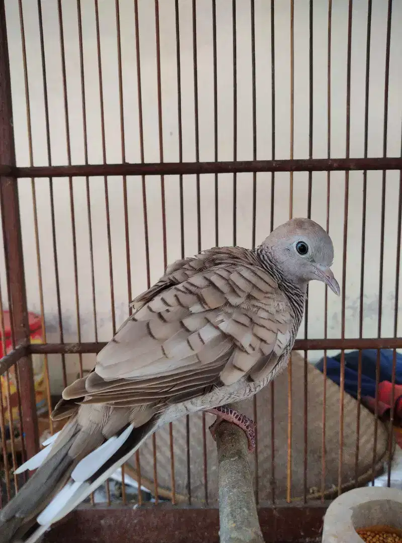 Burung perkutut silver betina