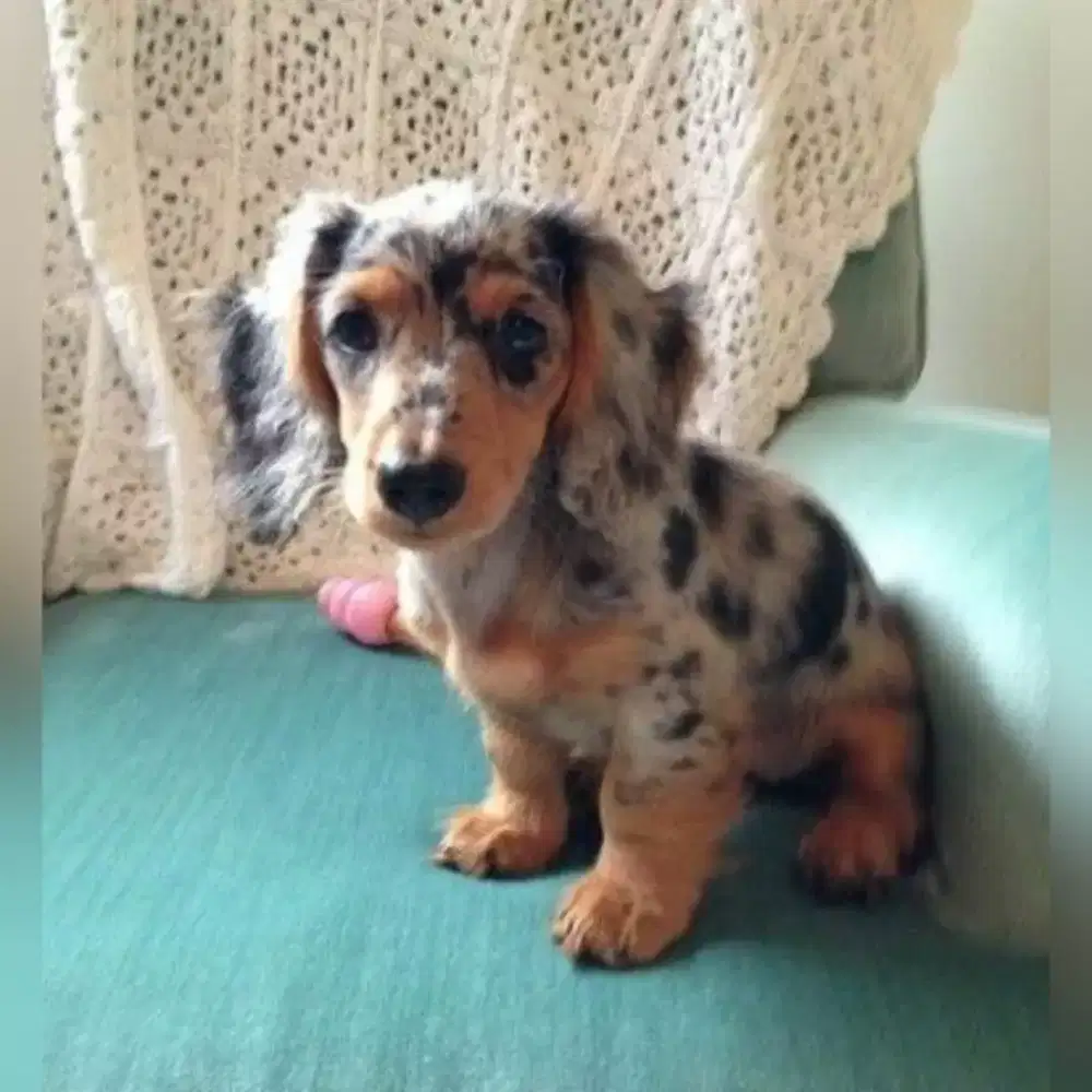 DIJUAL ANAK ANJING DACHSUND/TEKEL LONG HAIR