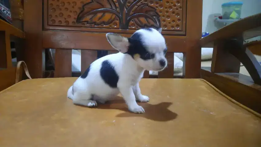 Jantan Mini chihuahua PURE