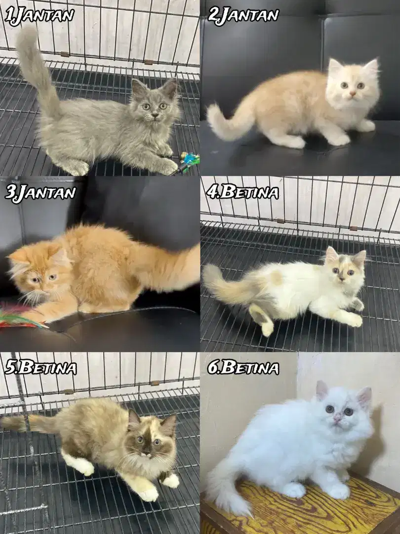 Kucing kitten persia anggora ragdoll british munchkin mainecoon dll