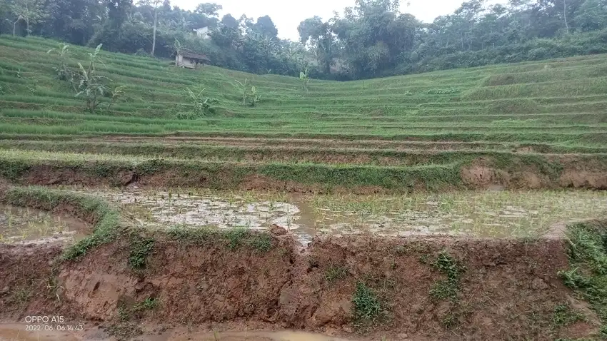 Di jual sawah 1230 m2 Darangdan