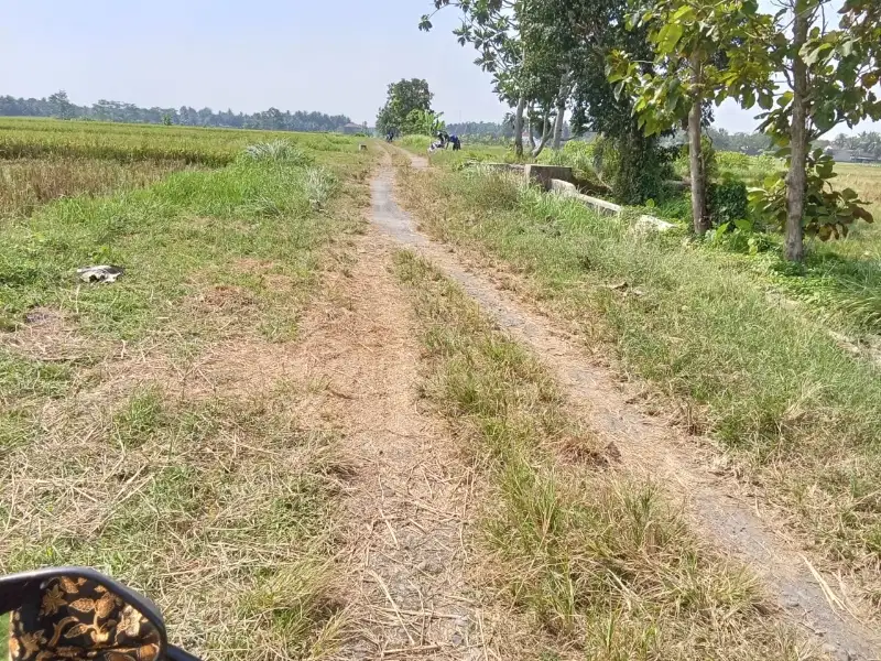 Dijual tanah sawah murah di Sleman Yogyakarta