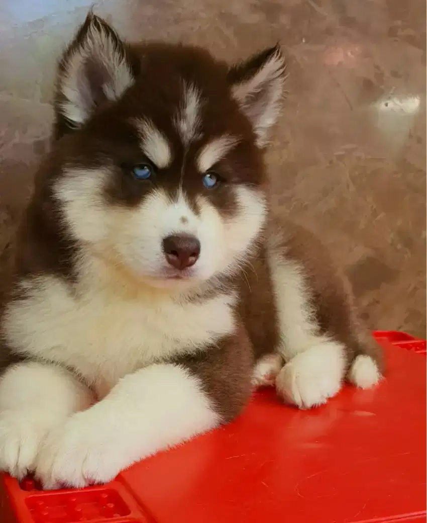 JUAL ANJING SIBERIAN HUSKY