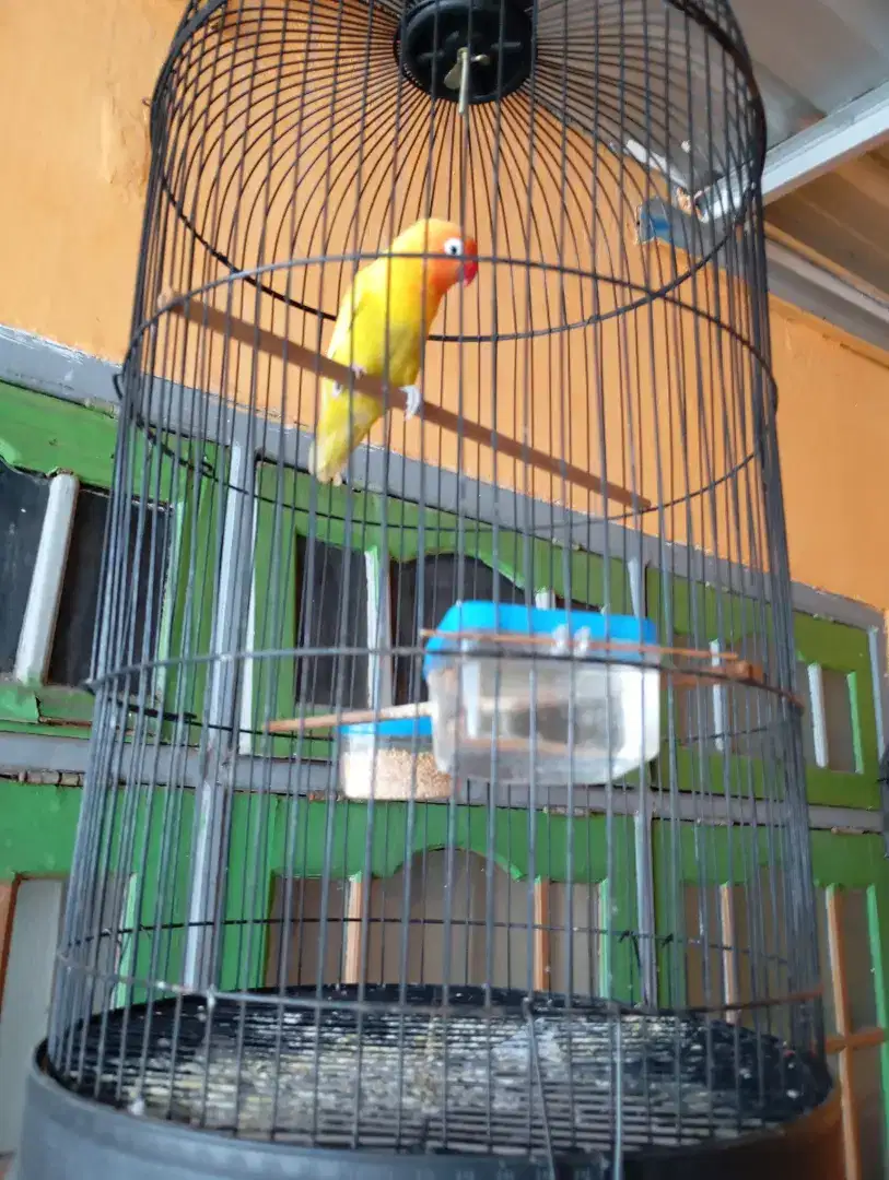 Jual love Bird pastel kuning