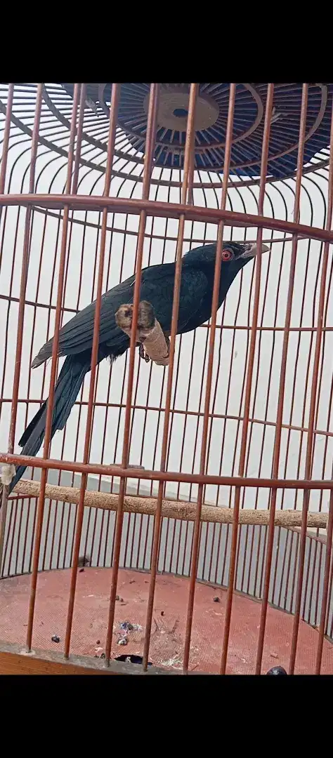 Burung sesuai foto