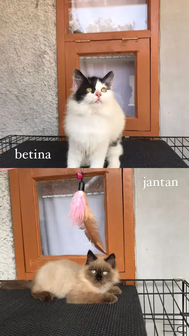 ANAK KUCING PERSIA DAN RAGDOLL 3bulan