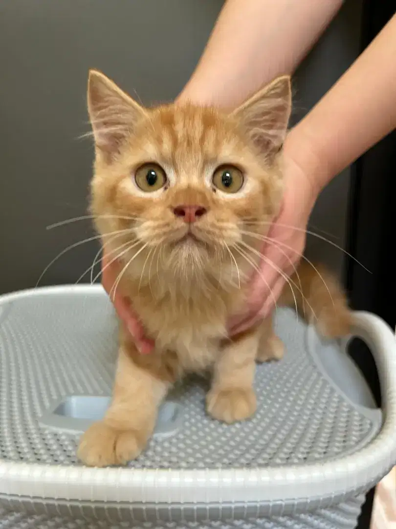 Super sweet medium persian cat