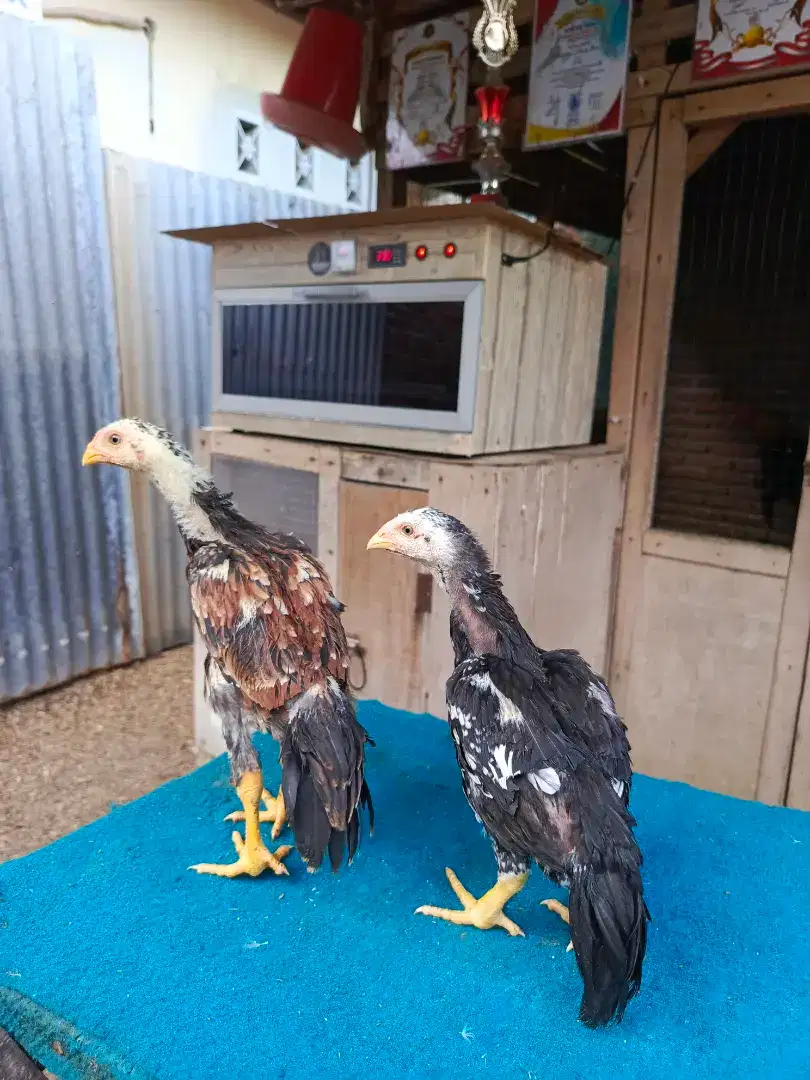 Ayam ekor lidi ori