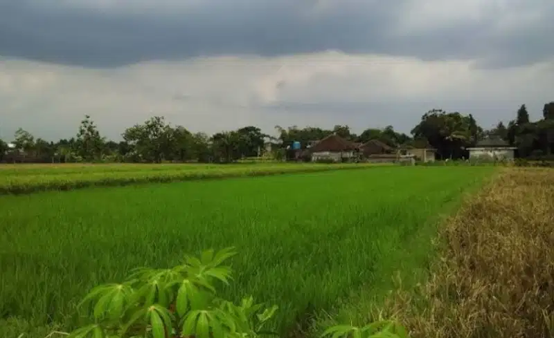 Sawah Strategis Belakang SMAN 2 Demak