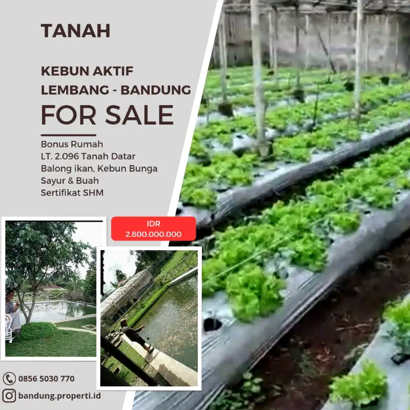 Jual Tanah Kebun Lembang Bandung