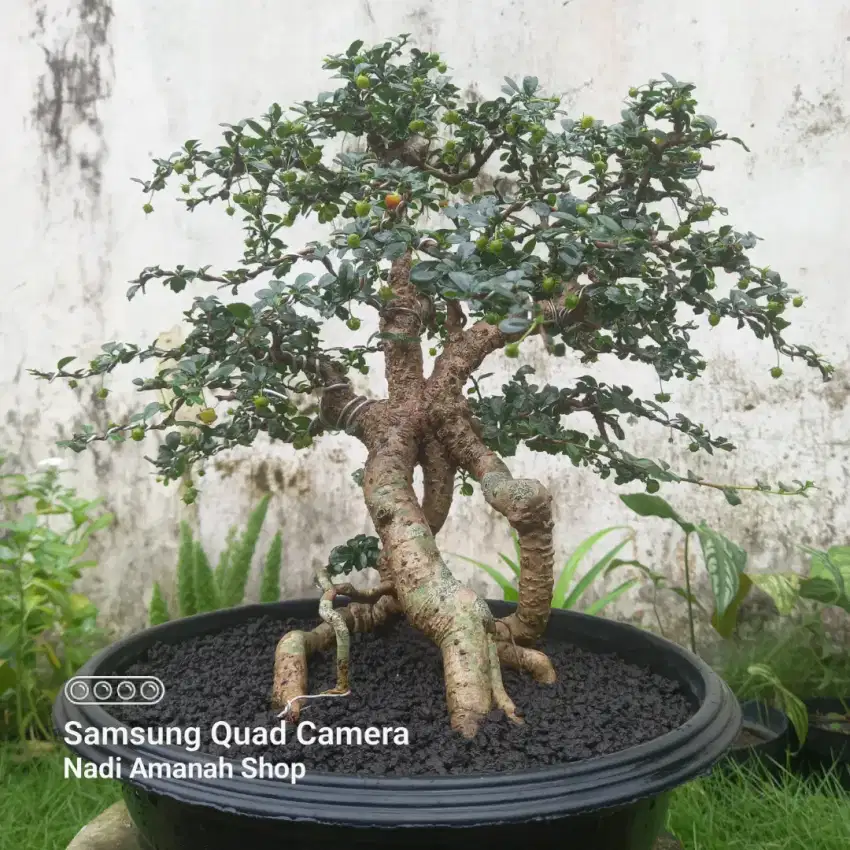 Bonsai Hokianti Mikro Berbuah Lebat Siap Pajang