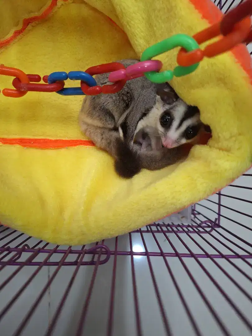 Jual sugar glider usia 9 bula