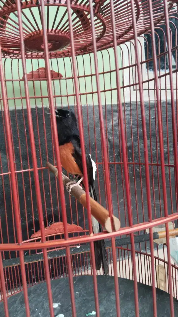 Burung murai medan