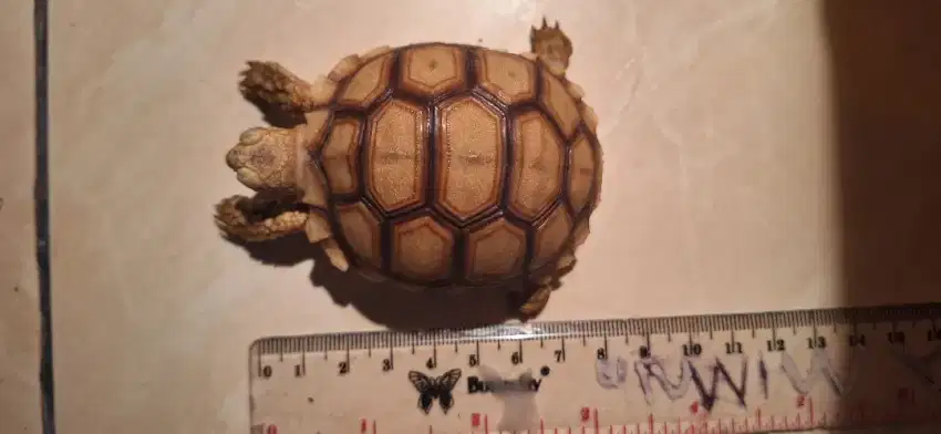 Baby Sulcata Dotless dan Thinline