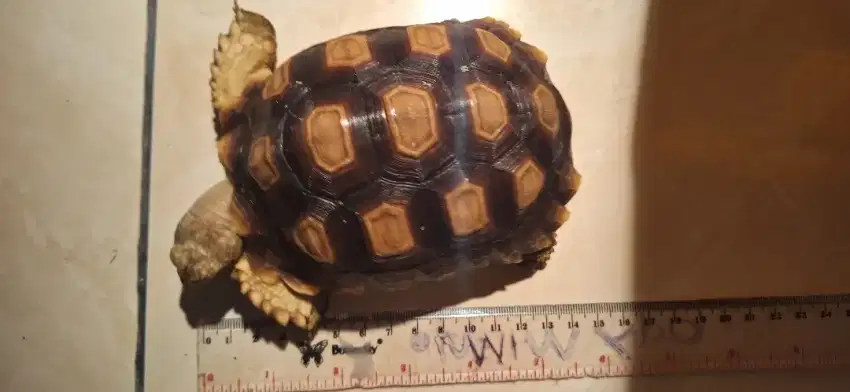 KURA- KURA SULCATA 13-14cm