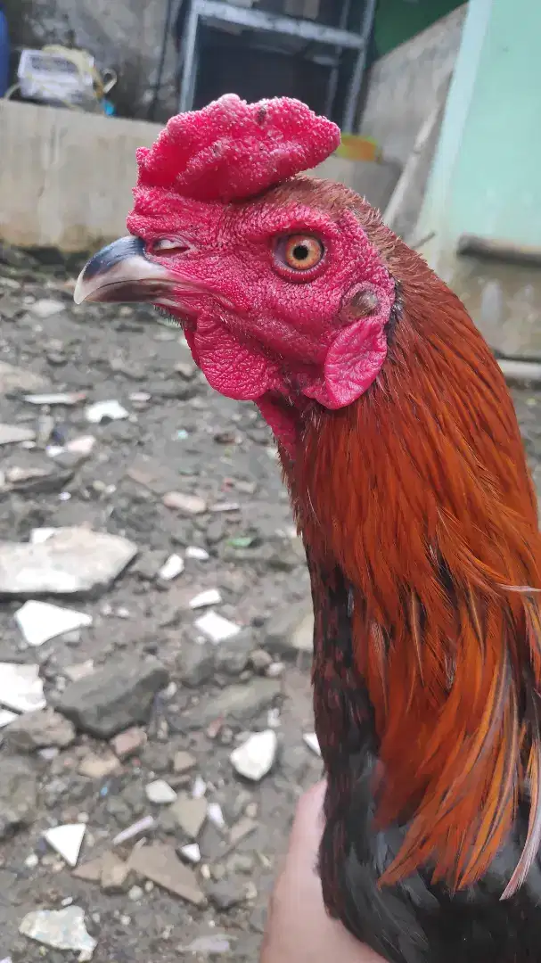 Ayam bangkok x mangon