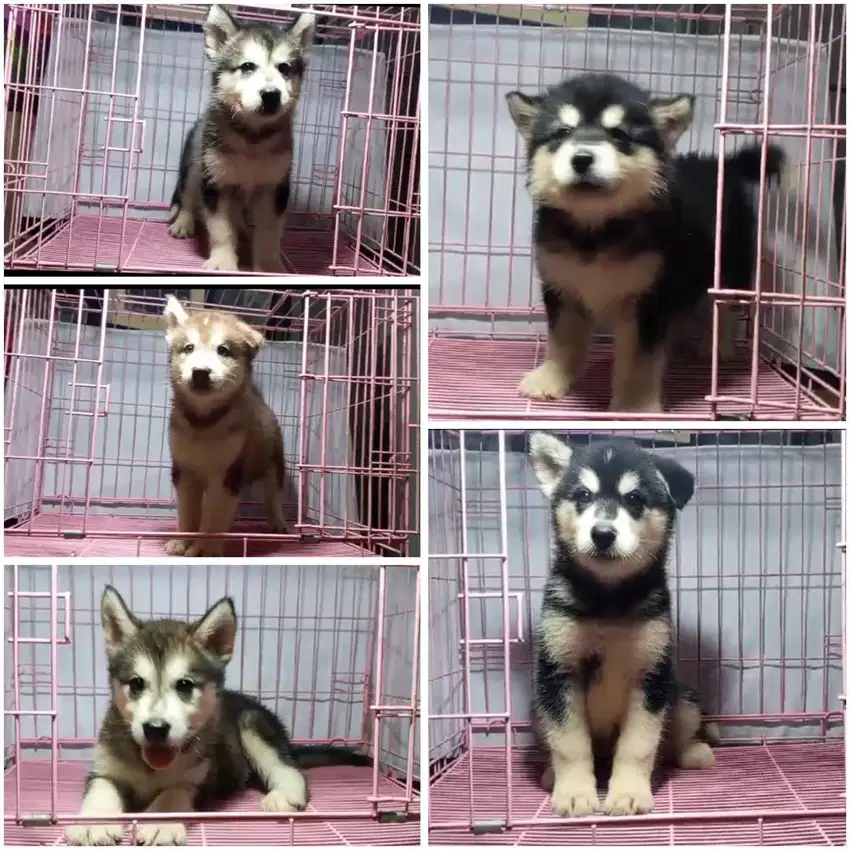 Alaskan malamute puppy stambum