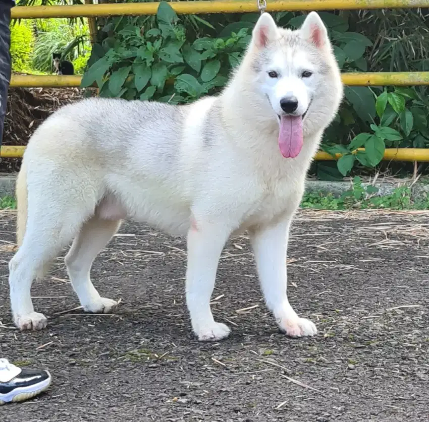 Siberian Husky Pejantan Terima Pacak