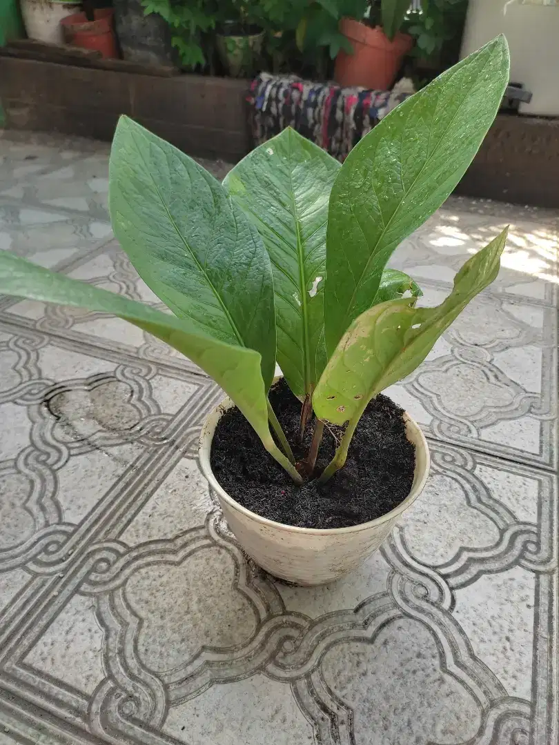 Tanaman ANTHURIUM JEMANI DAUN TEBAL SIZE. REMAJA