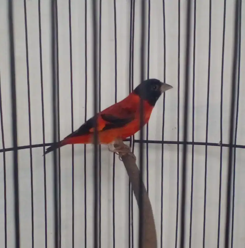 Red Siskin gacor