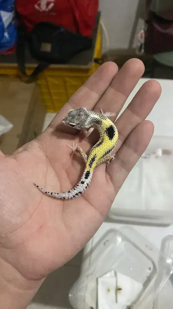 Gecko lemon frosh