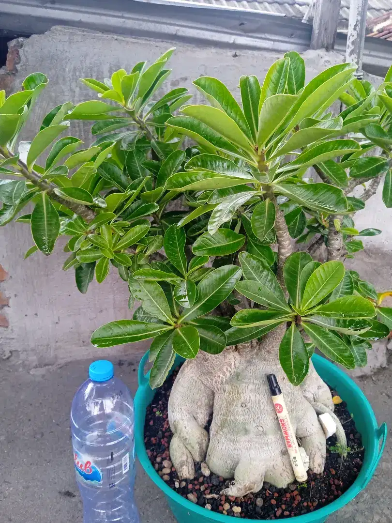 Adenium jual bosan