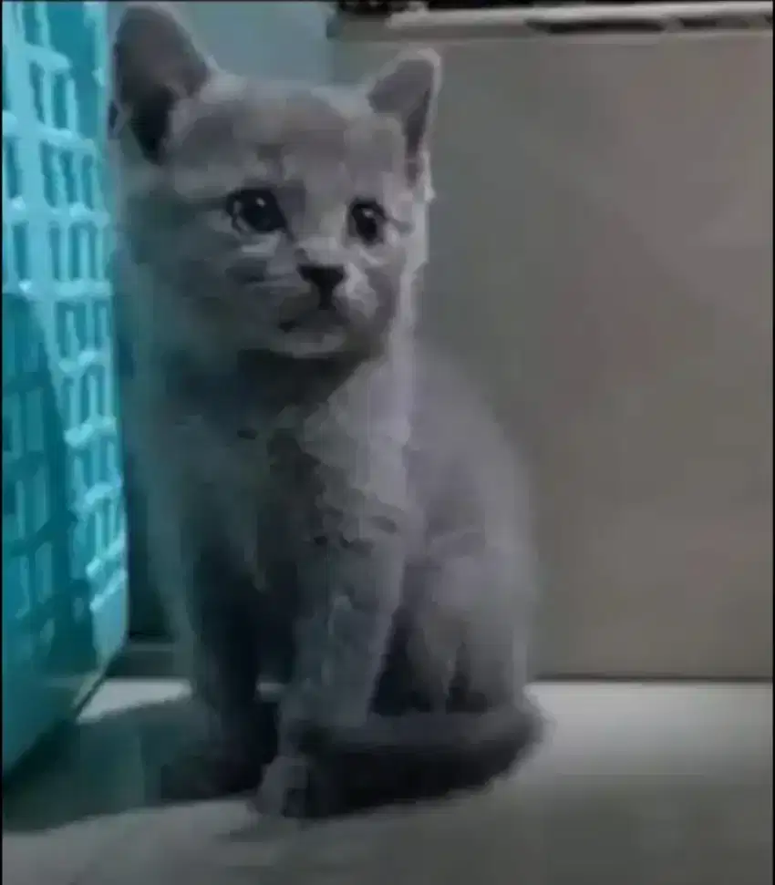 Kucing kitten British shorthair Malee.